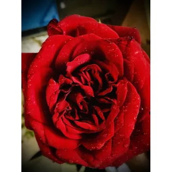 Red Rose Flower